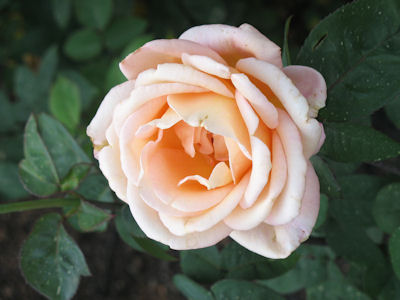 Rose - Asheville Psychologist